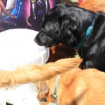 Cats and Dogs Watering Station at Petropolis 27