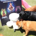 Cats and Dogs Watering Station at Petropolis 29