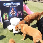 Cats and Dogs Watering Station at Petropolis 30