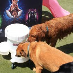 Cats and Dogs Watering Station at Petropolis 31