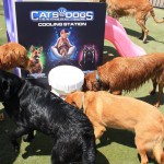 Cats and Dogs Watering Station at Petropolis 33