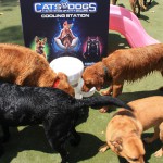 Cats and Dogs Watering Station at Petropolis 34