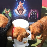 Cats and Dogs Watering Station at Petropolis 35