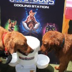 Cats and Dogs Watering Station at Petropolis 36