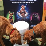 Cats and Dogs Watering Station at Petropolis 37