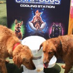 Cats and Dogs Watering Station at Petropolis 38