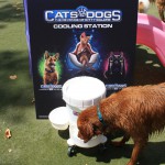 Cats and Dogs Watering Station at Petropolis 39
