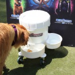 Cats and Dogs Watering Station at Petropolis 4