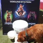 Cats and Dogs Watering Station at Petropolis 40