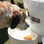 Cats and Dogs Watering Station at Petropolis 41