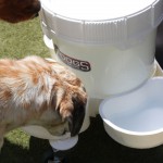 Cats and Dogs Watering Station at Petropolis 42