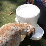 Cats and Dogs Watering Station at Petropolis 43