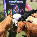 Cats and Dogs Watering Station at Petropolis 44