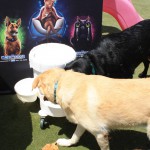 Cats and Dogs Watering Station at Petropolis 45