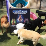 Cats and Dogs Watering Station at Petropolis 46