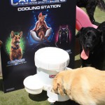 Cats and Dogs Watering Station at Petropolis 48