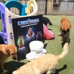 Cats and Dogs Watering Station at Petropolis 49