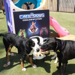 Cats and Dogs Watering Station at Petropolis 5