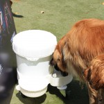 Cats and Dogs Watering Station at Petropolis 50