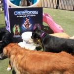 Cats and Dogs Watering Station at Petropolis 6