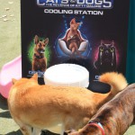 Cats and Dogs Watering Station at Petropolis 62