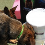 Cats and Dogs Watering Station at Petropolis 63