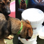 Cats and Dogs Watering Station at Petropolis 64