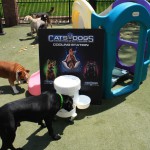 Cats and Dogs Watering Station at Petropolis 65