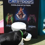 Cats and Dogs Watering Station at Petropolis 66