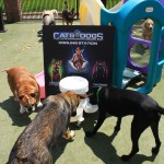 Cats and Dogs Watering Station at Petropolis 67