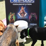 Cats and Dogs Watering Station at Petropolis 68