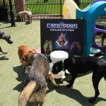 Cats and Dogs Watering Station at Petropolis 69