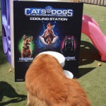 Cats and Dogs Watering Station at Petropolis 7