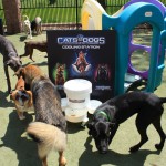 Cats and Dogs Watering Station at Petropolis 70