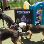 Cats and Dogs Watering Station at Petropolis 71