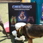 Cats and Dogs Watering Station at Petropolis 72