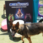 Cats and Dogs Watering Station at Petropolis 73