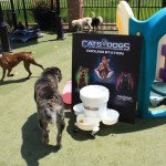 Cats and Dogs Watering Station at Petropolis 75