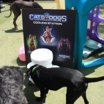 Cats and Dogs Watering Station at Petropolis 76