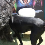 Cats and Dogs Watering Station at Petropolis 77