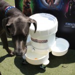 Cats and Dogs Watering Station at Petropolis 78