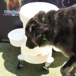 Cats and Dogs Watering Station at Petropolis 79