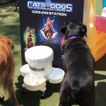 Cats and Dogs Watering Station at Petropolis 8