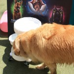 Cats and Dogs Watering Station at Petropolis 80