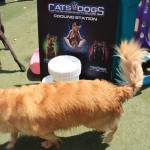 Cats and Dogs Watering Station at Petropolis 81