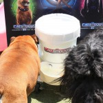 Cats and Dogs Watering Station at Petropolis 82