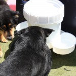 Cats and Dogs Watering Station at Petropolis 88