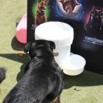 Cats and Dogs Watering Station at Petropolis 89