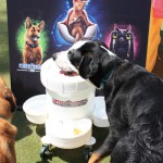 Cats and Dogs Watering Station at Petropolis 9