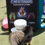 Cats and Dogs Watering Station at Petropolis 90